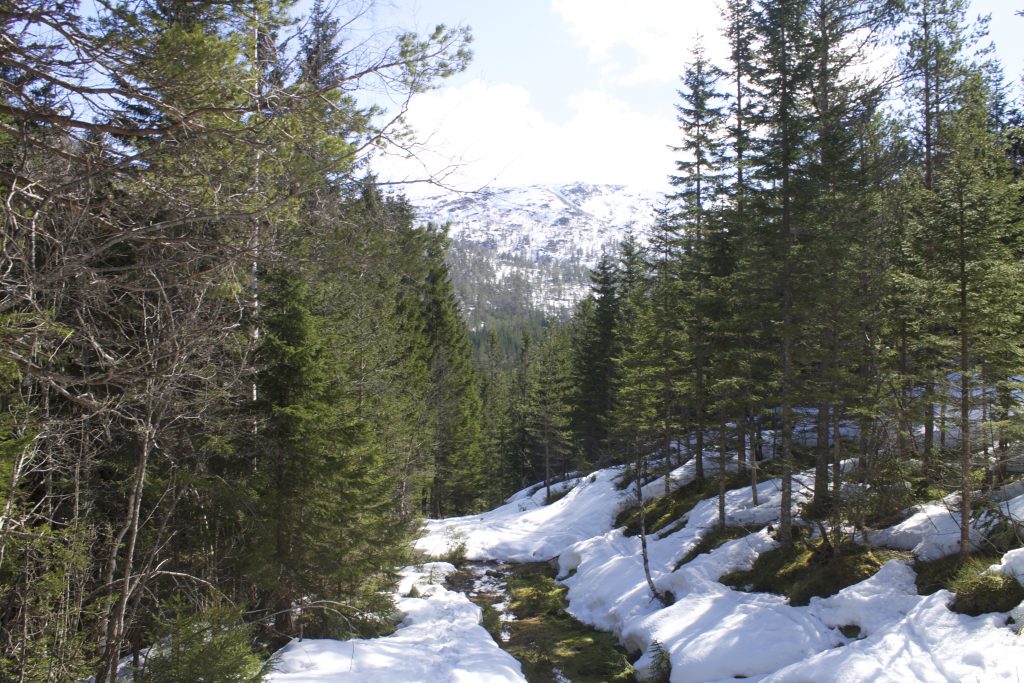 Skikjøringen blir mer utfordrende når vi kommer ned i Stokkseldalen, men her ligger det normalt snø langt ut på våren.