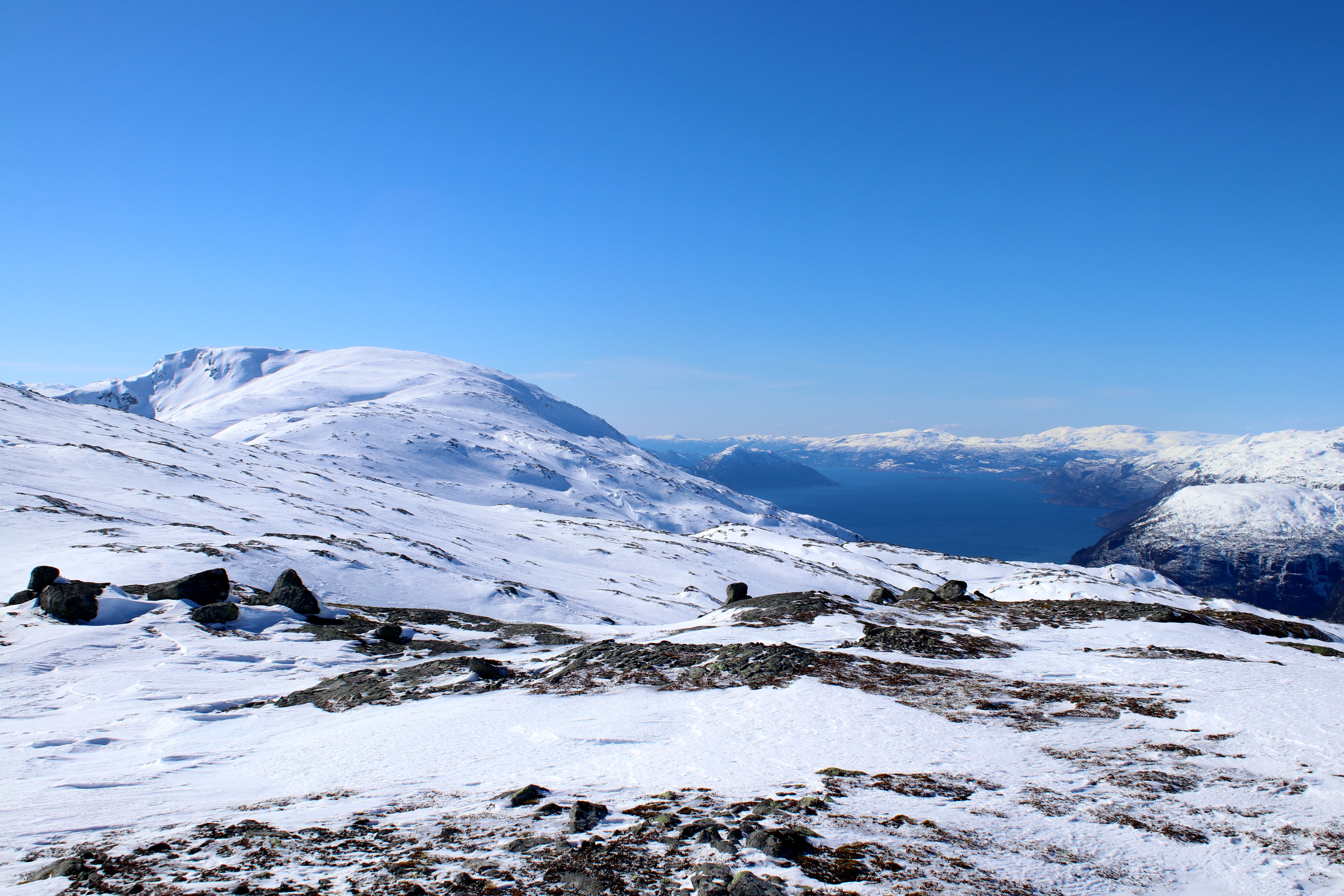 Oksen med Hardangerfjorden bak.