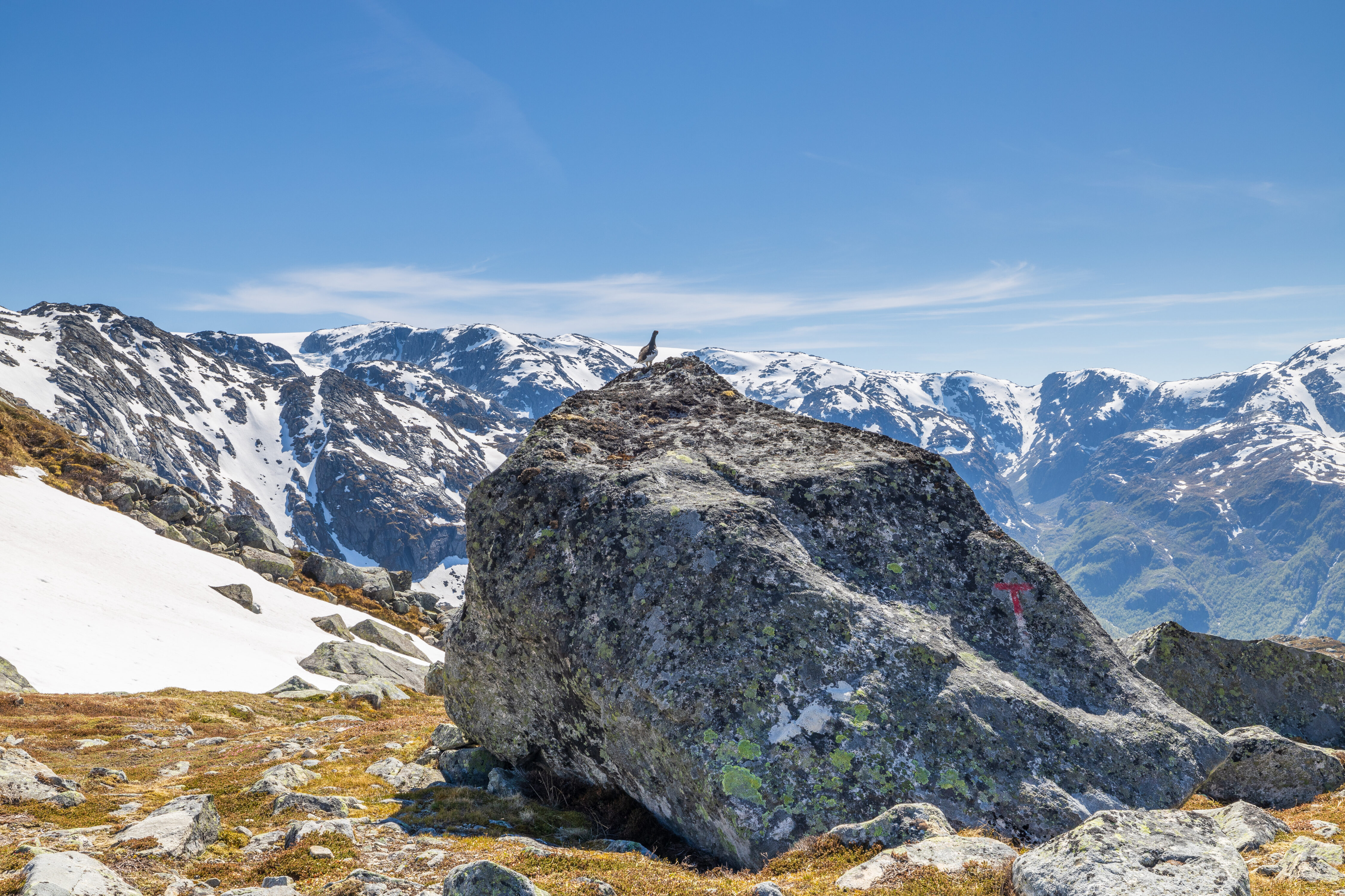 En rype skuer utover Bondhusdalen mot Folgefonna.