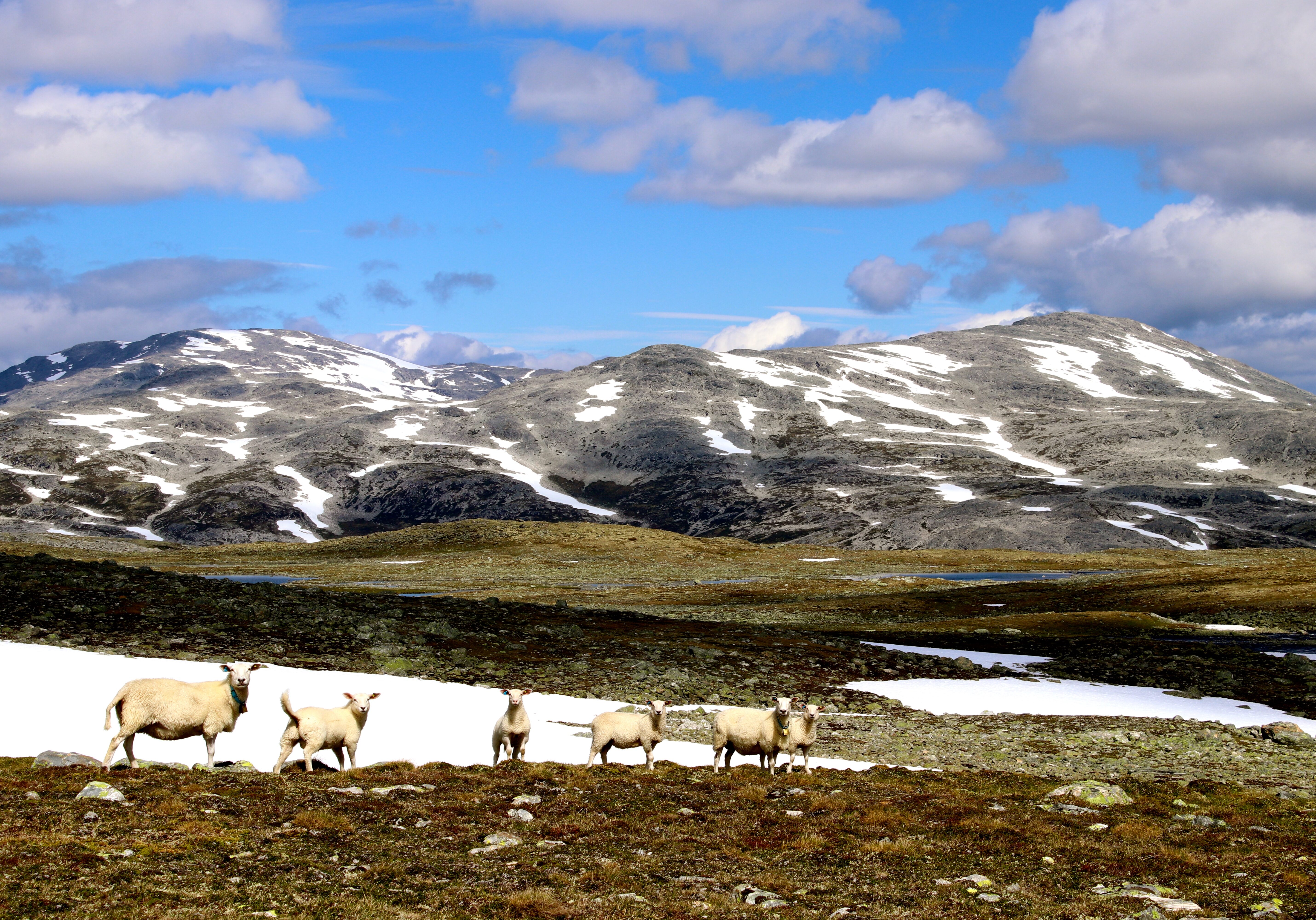 En er nesten helt alene når en vandrer i Bleia - Storebotn landskapsverne omårde.