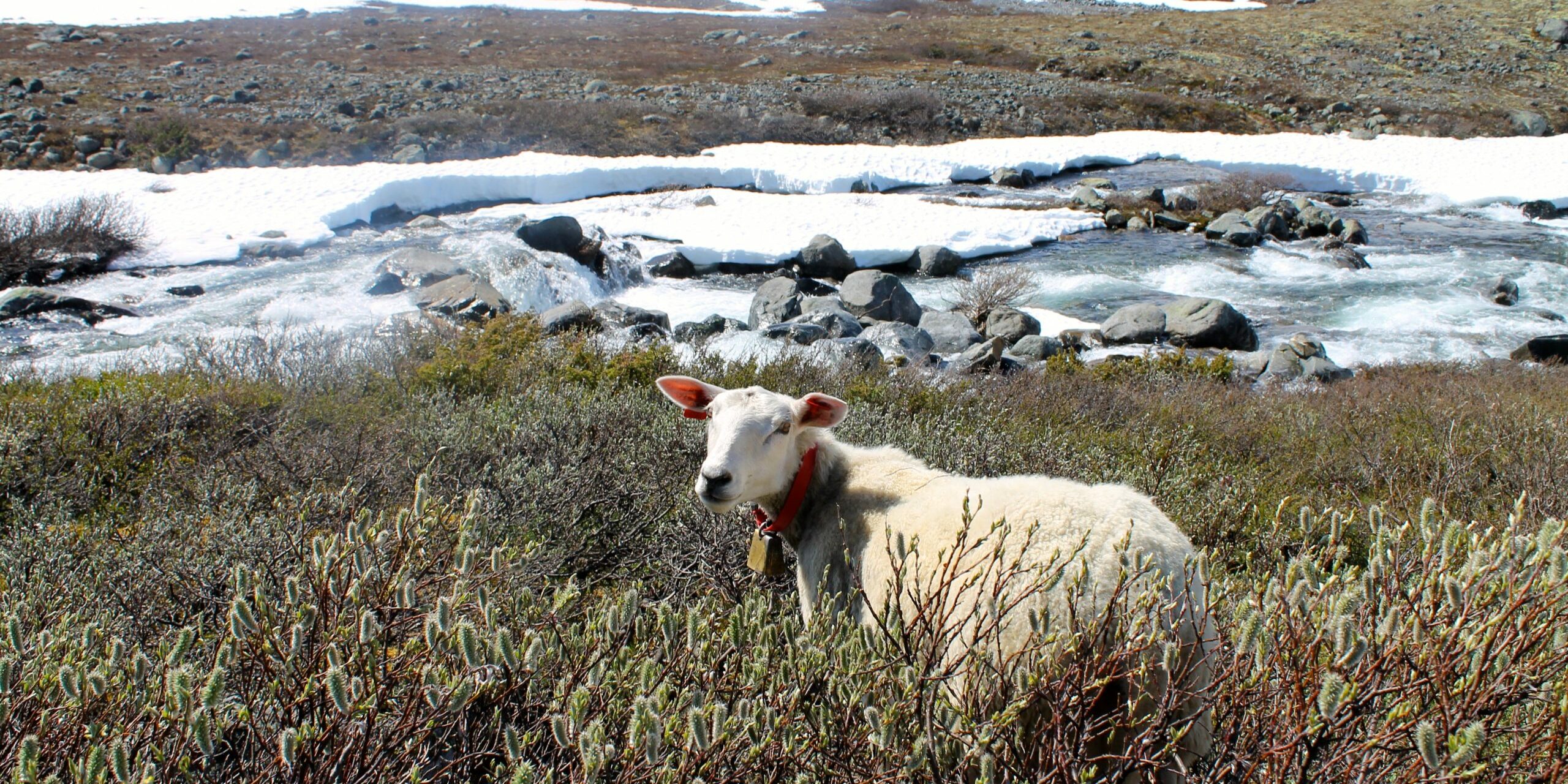 En sau på beite i idylliske Leirdalen.